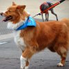 dog walk 2013-5113